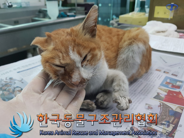 한국동물구조관리협회_411322202500015